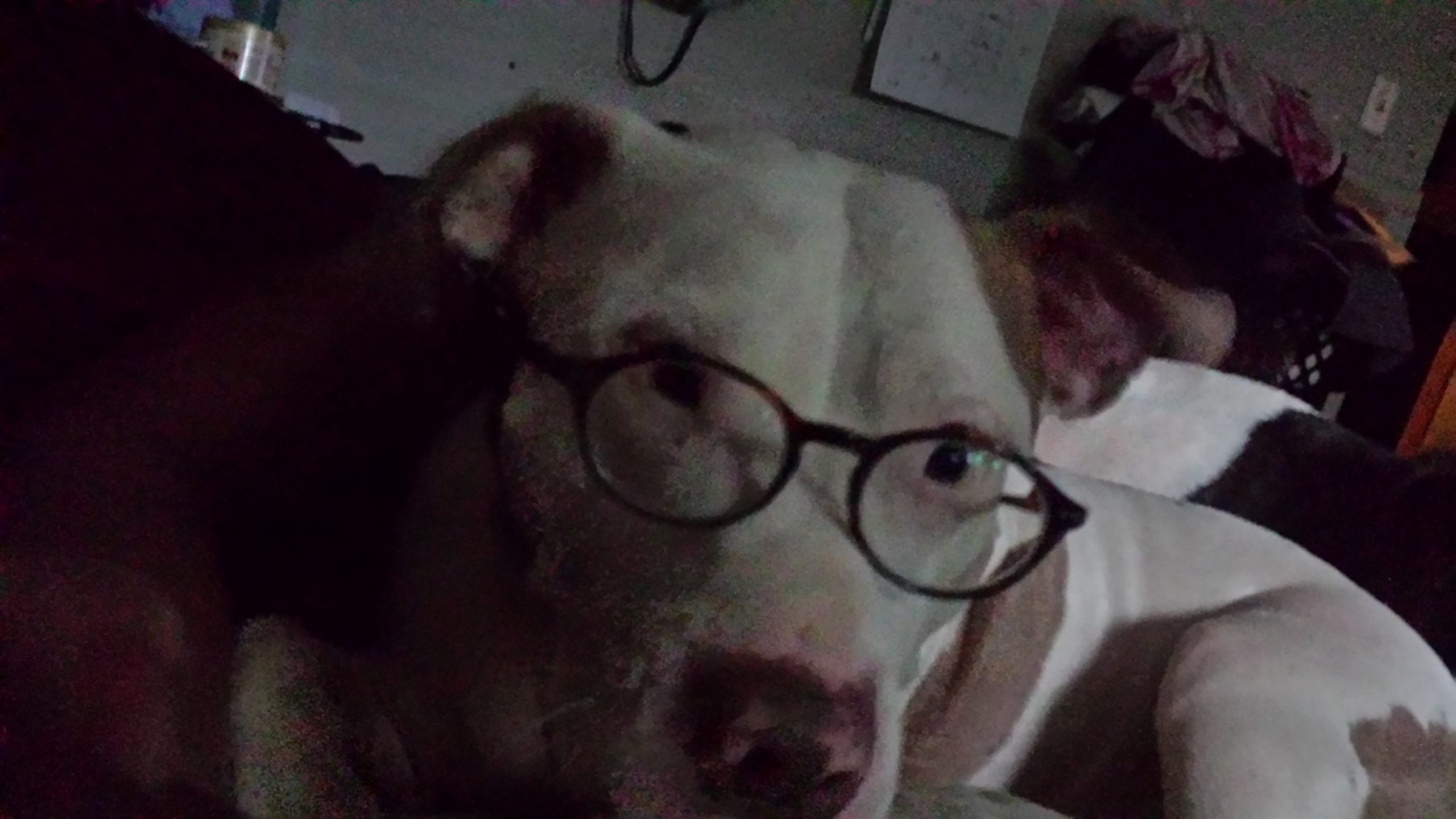 Rusty the PitBull with reading glasses.