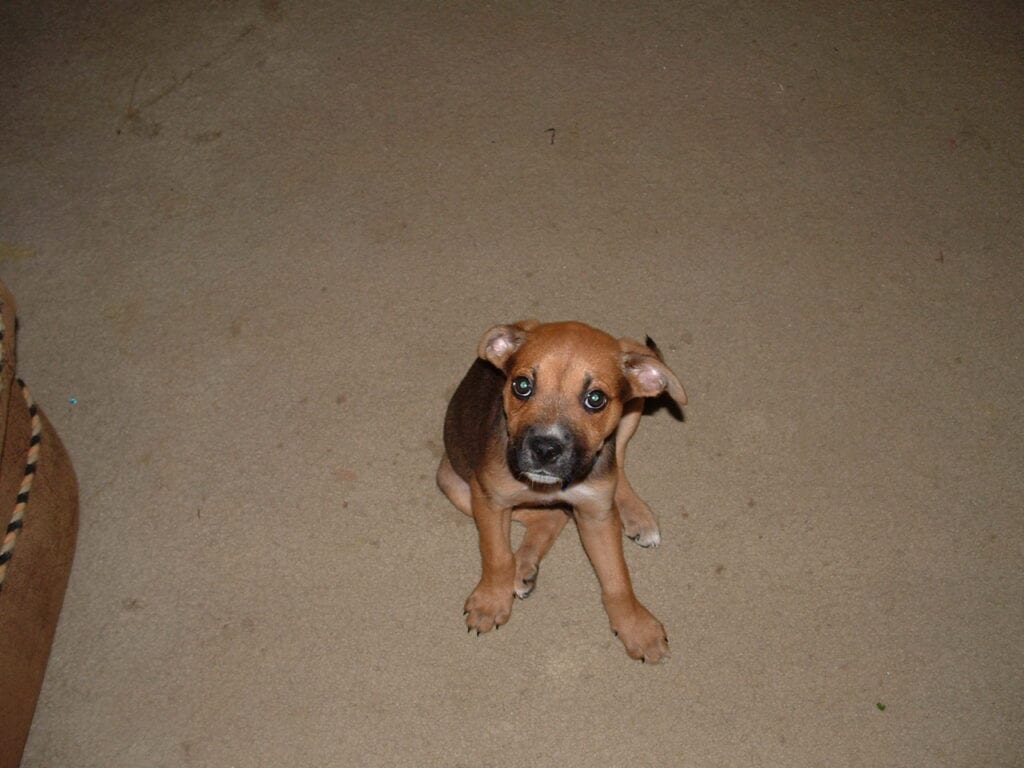 Bruno the boxer puppy posing