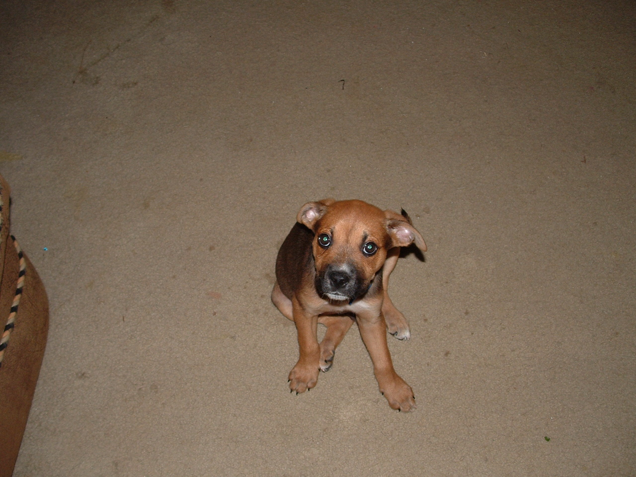 Bruno the boxer puppy posing