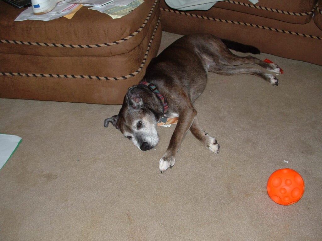 Our dogs, past and present