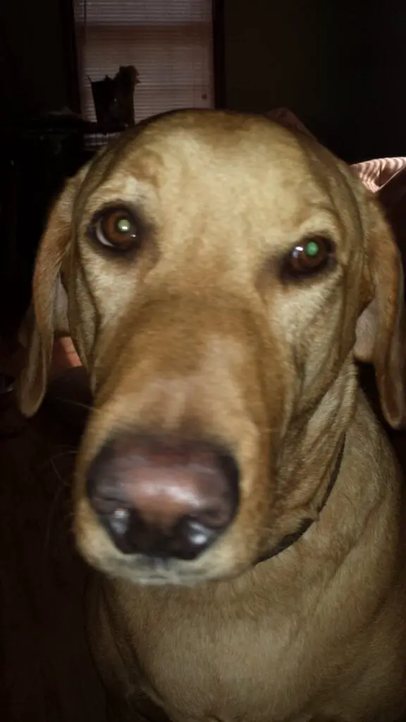 Ginger - labrador 1a 800x