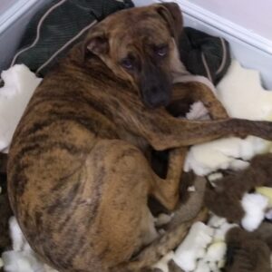 Shredded-dog-bed-Rudy-sleeps-on-it-anyway