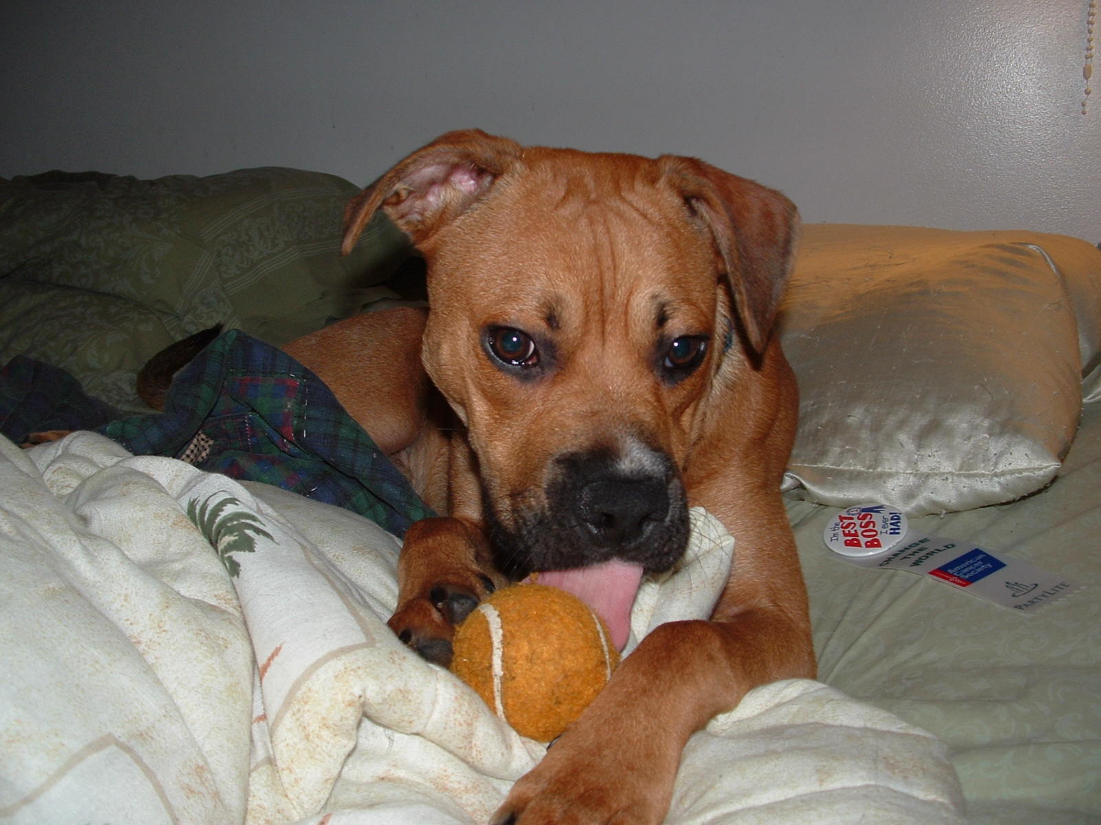 Bruno the boxer with tennis ball