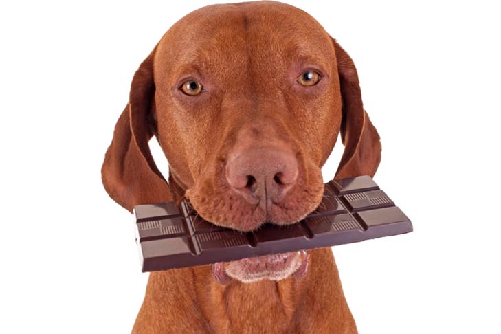 Dog eating chocolate