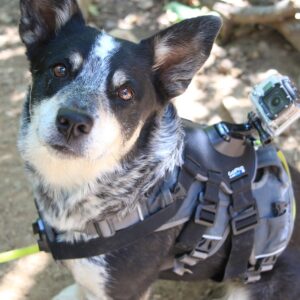 Tactical dog harness on dog