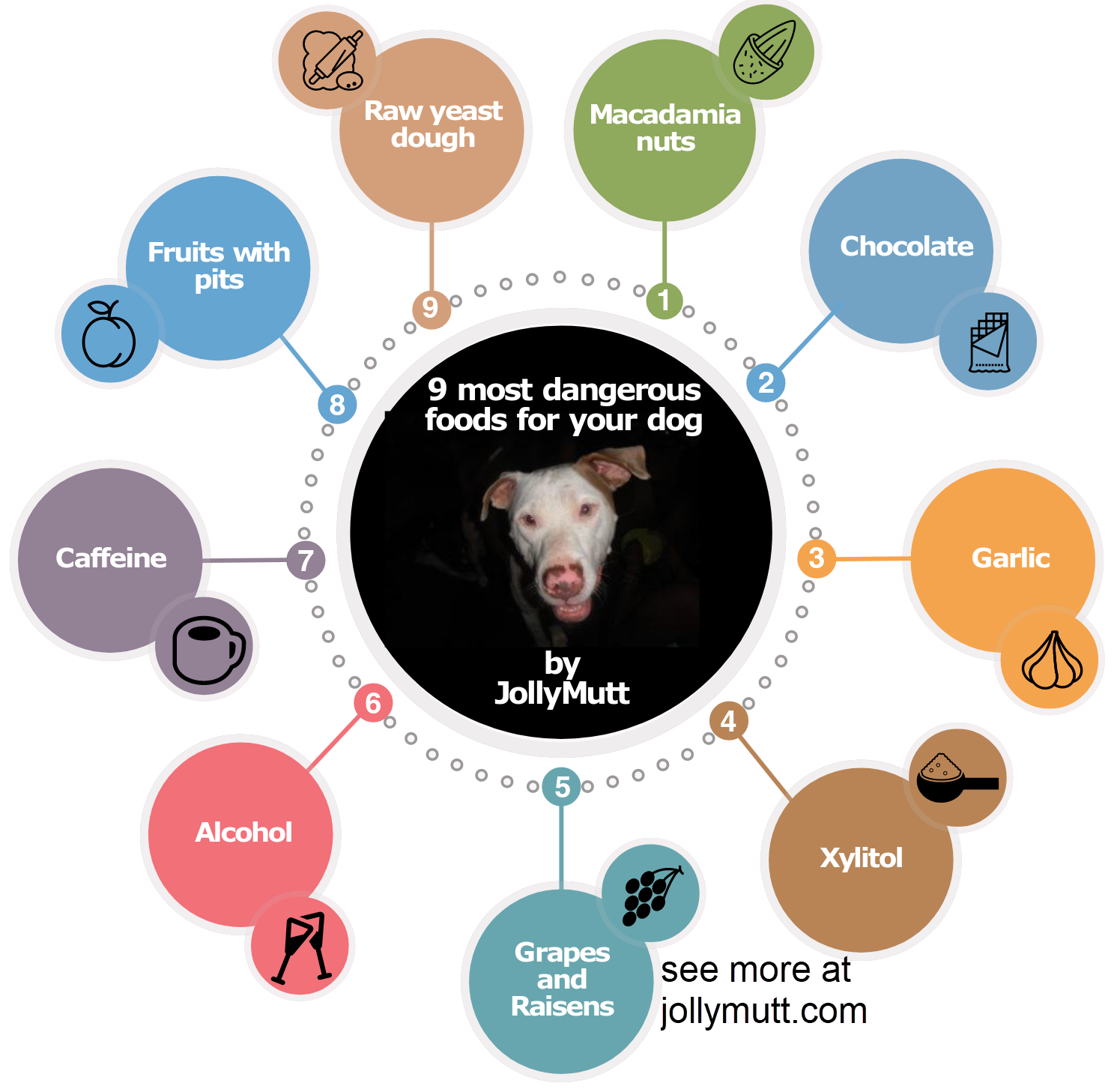 9 most dangerous food for dogs_transparent