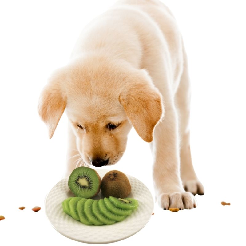 can dogs eat kiwi fruit