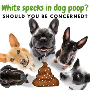 White specks in dog poop