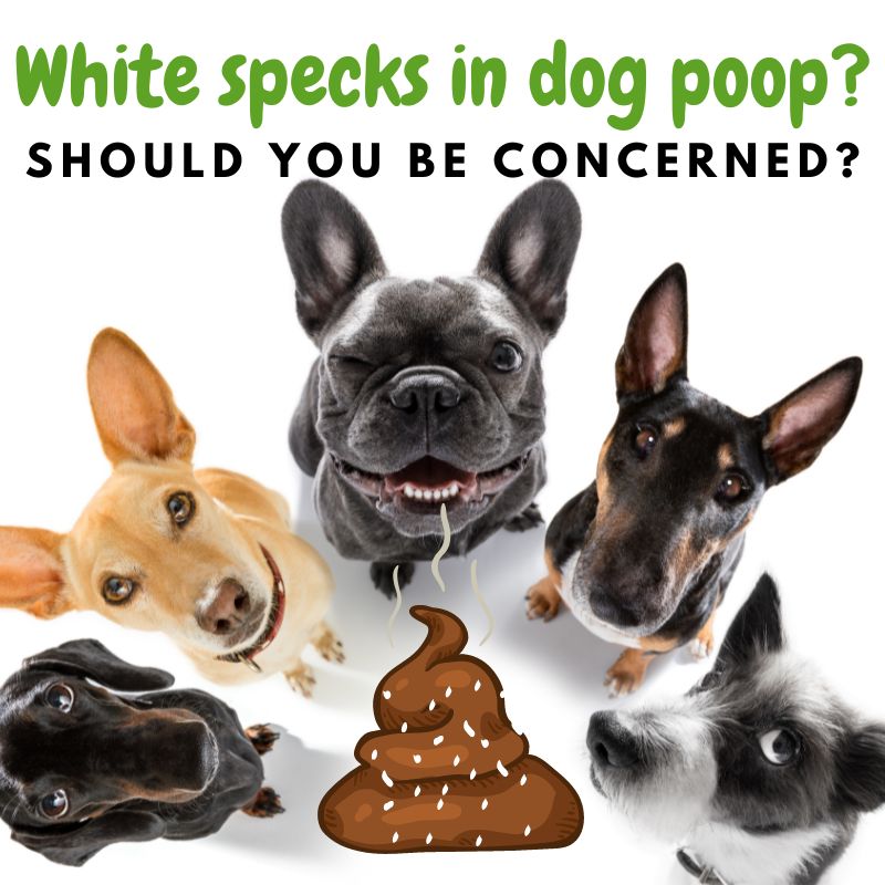 White specks in dog poop