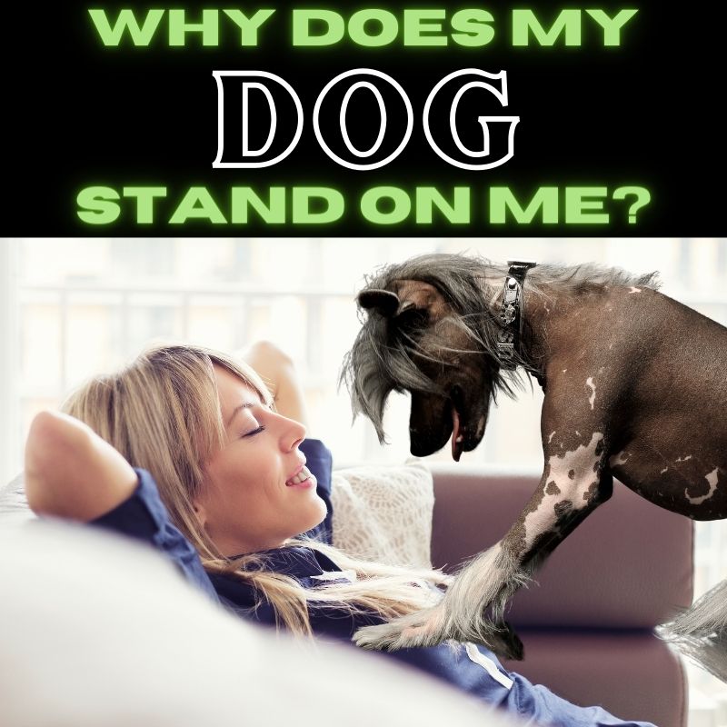 why does my dog stand on me (800 × 800 px)