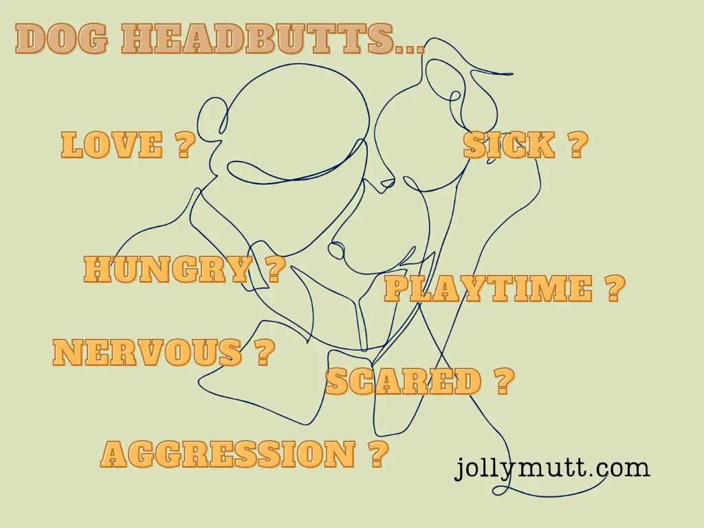 Why does my dog head-butt me - feature image