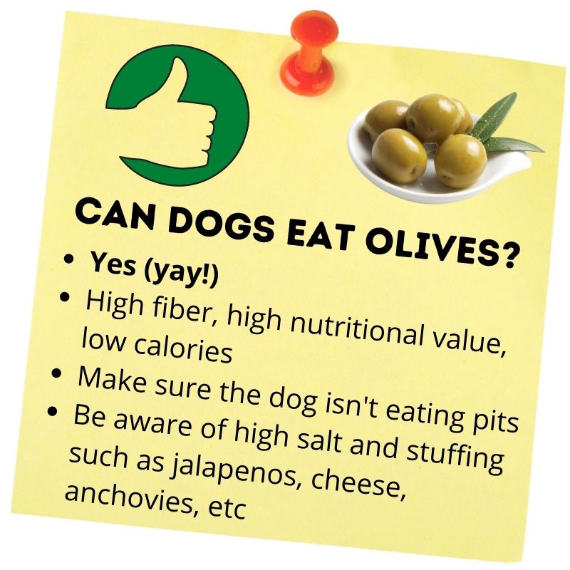 Can dogs eat olives