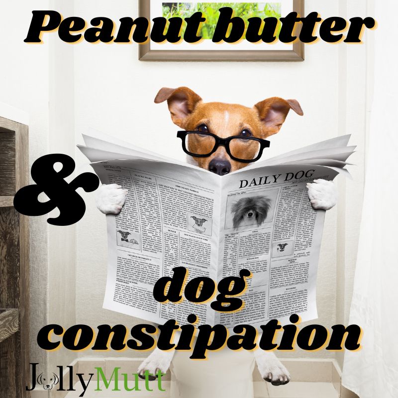 Peanut butter and dog constipation