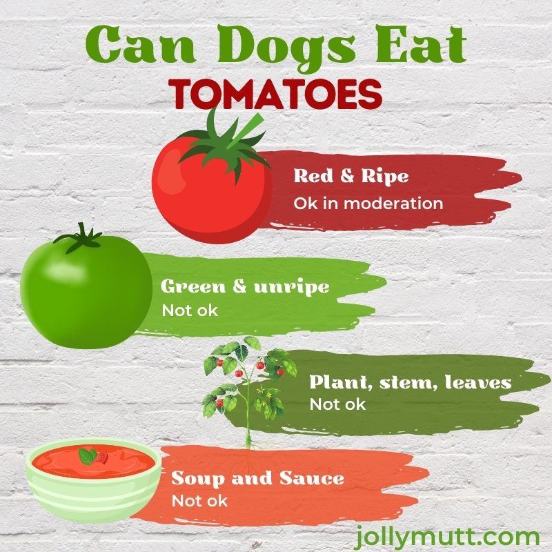 Can dogs eat tomatoes?