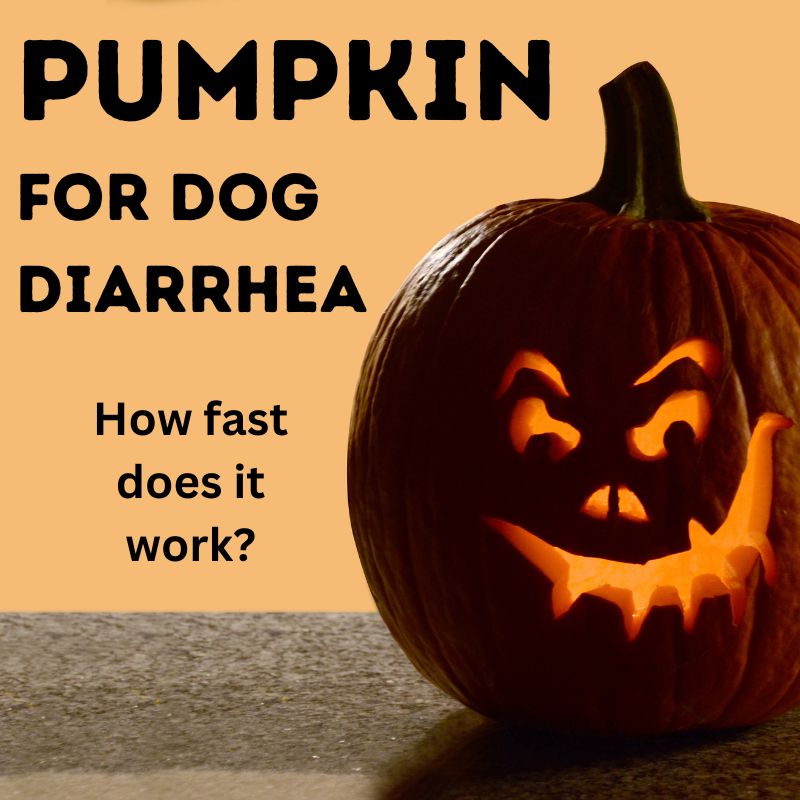 Pumpkin for Dog Diarrhea