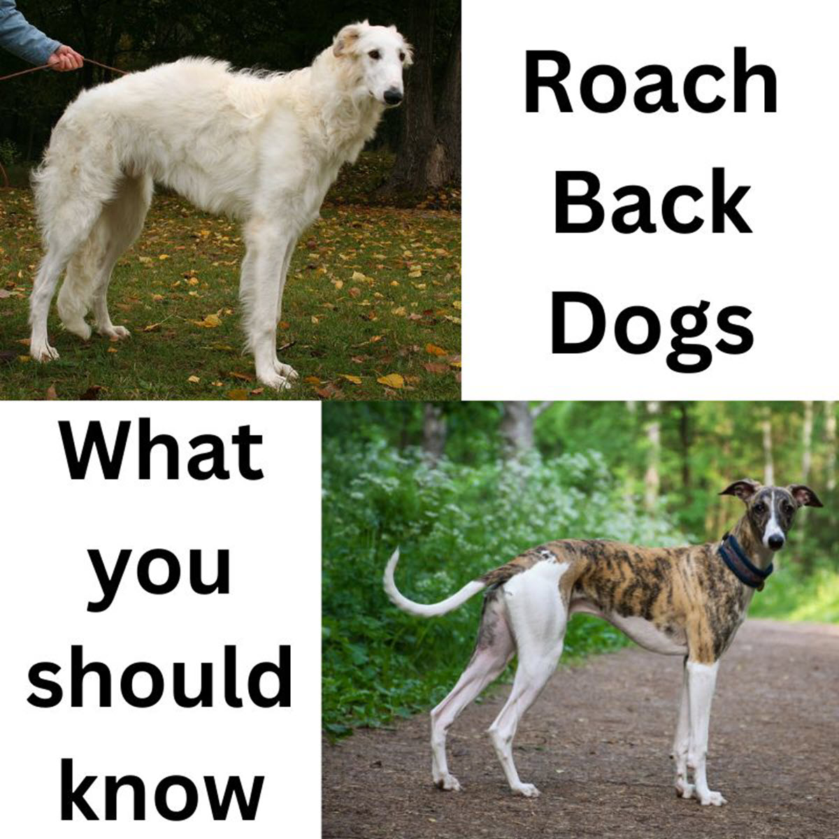 Roach back dogs